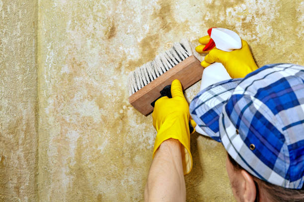 Best Basement Mold Removal  in Sturgis, KY