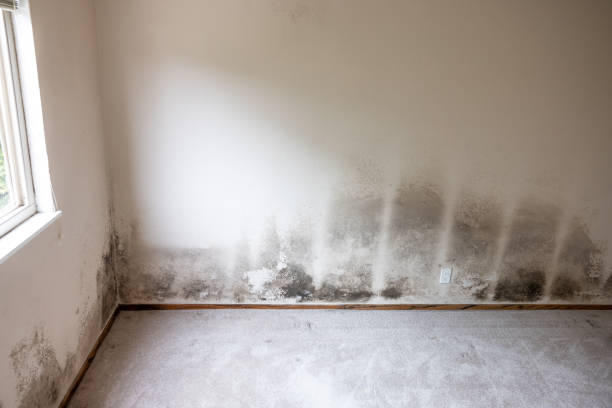 Best Mold Remediation for Healthcare Facilities  in Sturgis, KY